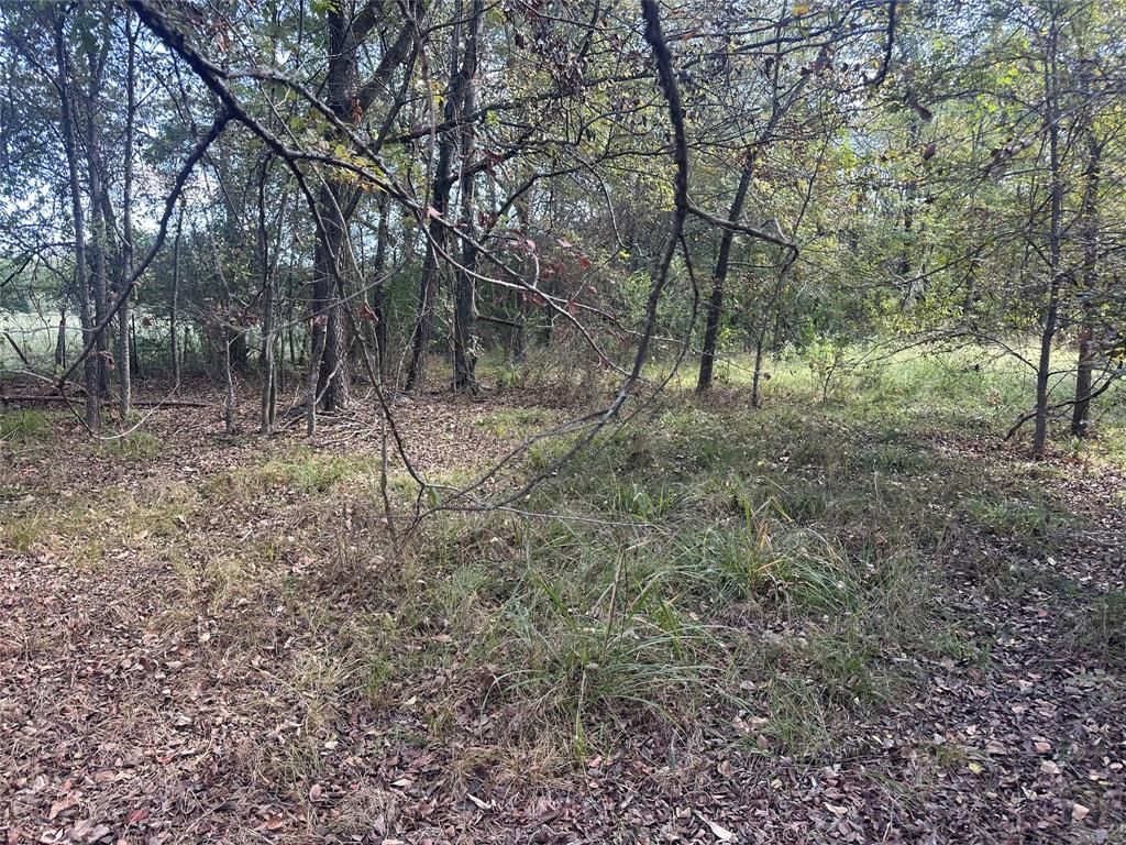 4020 Fm 275 Emory, TX 75440 - Photo 5 of 7 a view of a forest with trees in the background