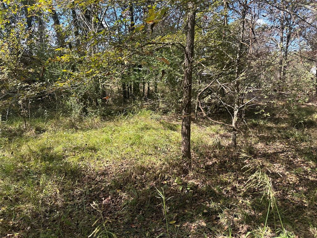 4020 Fm 275 Emory, TX 75440 - Photo 6 of 7 a view of a yard with a tree