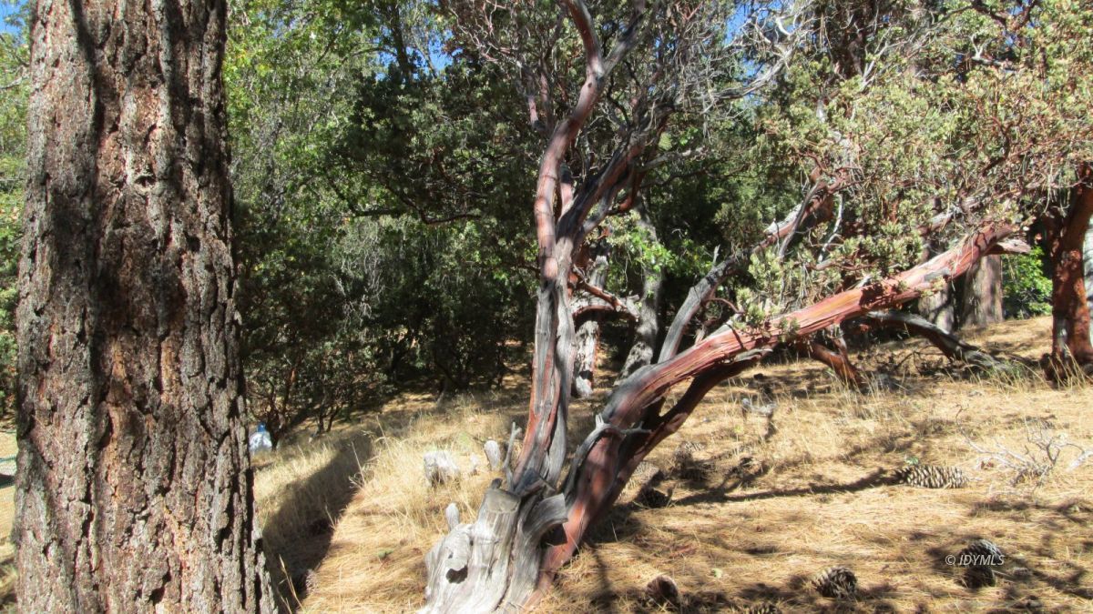 Pine Cove Rd Pine Cove Idyllwild, CA 92549 - Photo 3 of 3