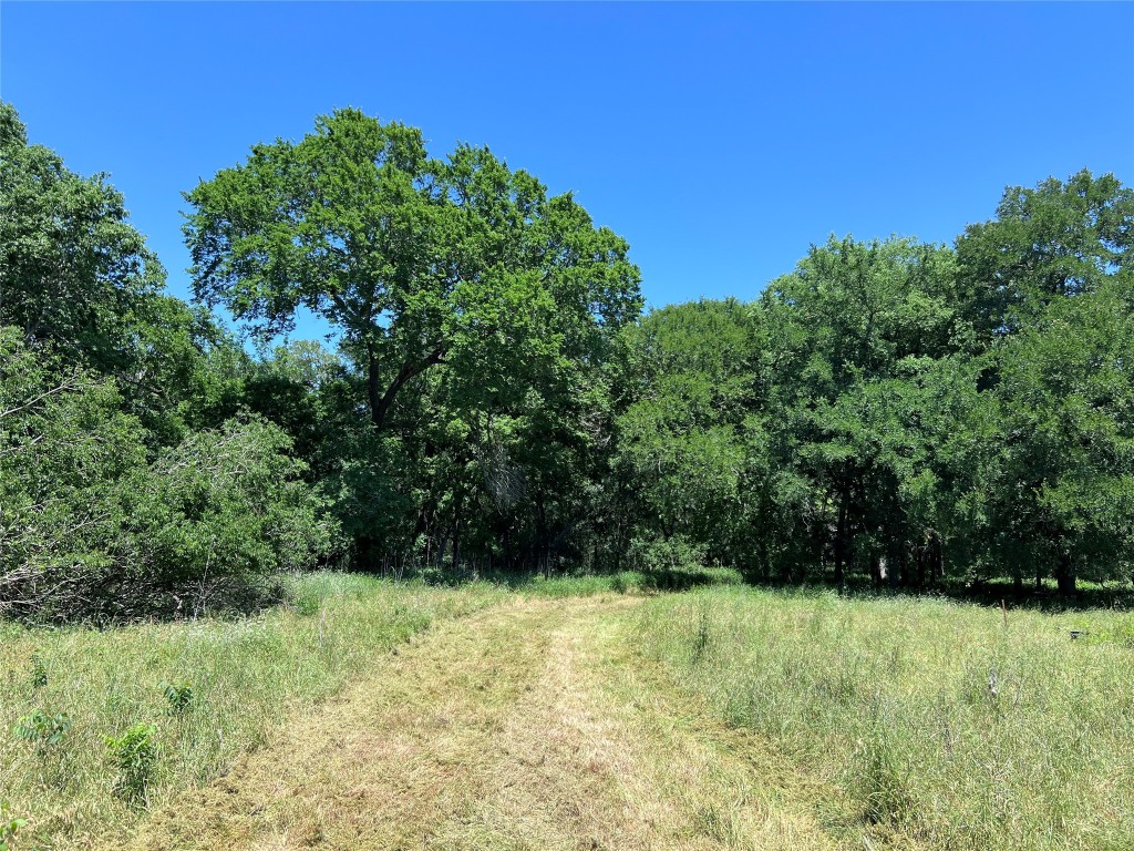 408 Milltex Road Seguin, TX 78155 - Photo 1 of 1 Large Hardwood Trees