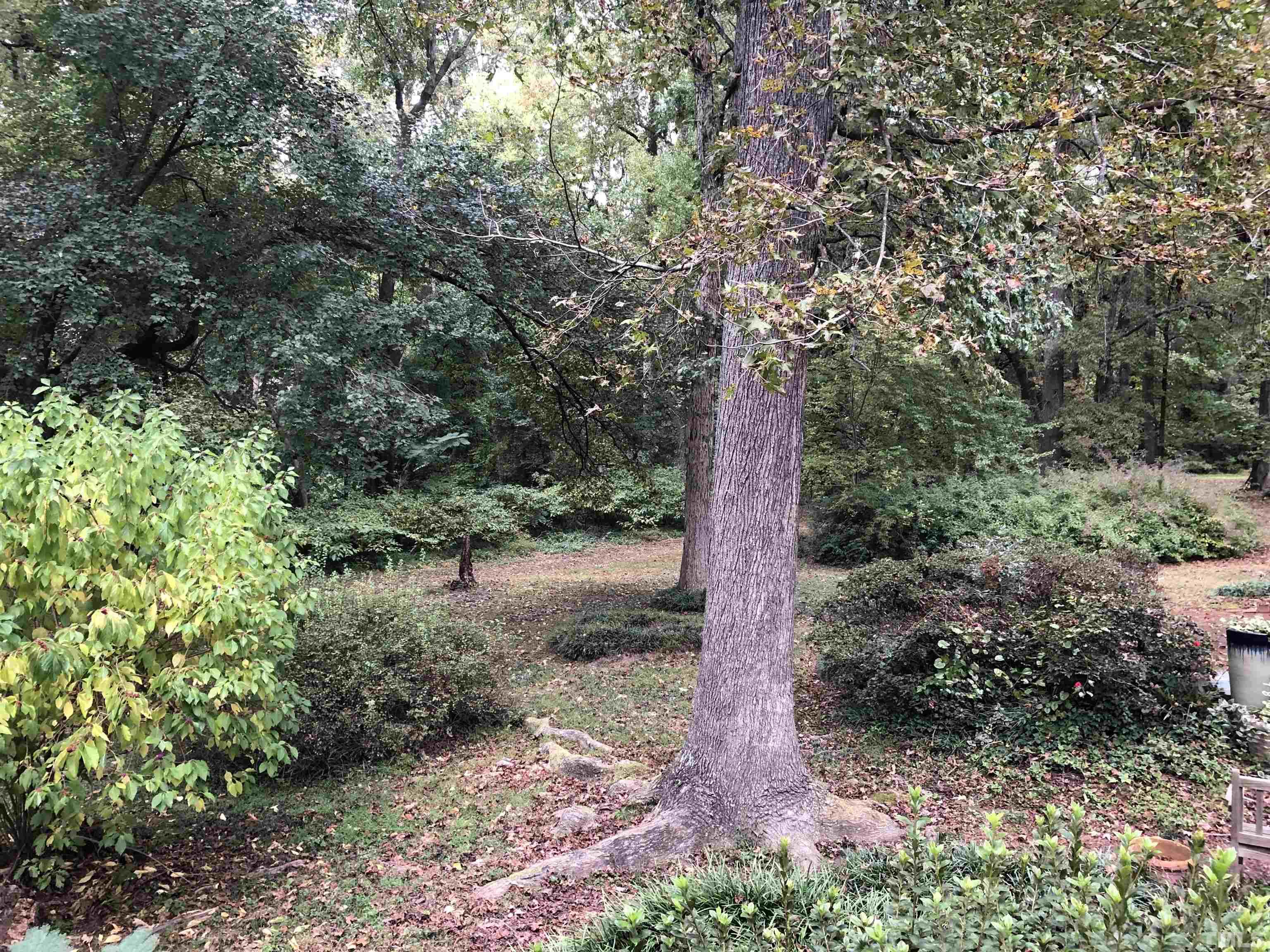 5811 Sentinel Drive Raleigh, NC 27609 - Photo 10 of 20 a big yard with lots of green space and plants