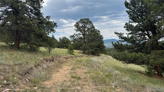 a view of a yard with a tree