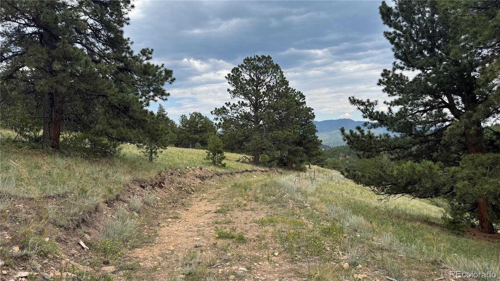 3 Church Placer Road Central City, CO 80427 - Photo 11 of 17 a view of a yard with a tree