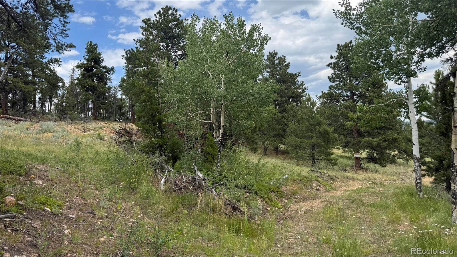 3 Church Placer Road Central City, CO 80427 - Photo 12 of 17 a view of a lush green forest with large trees