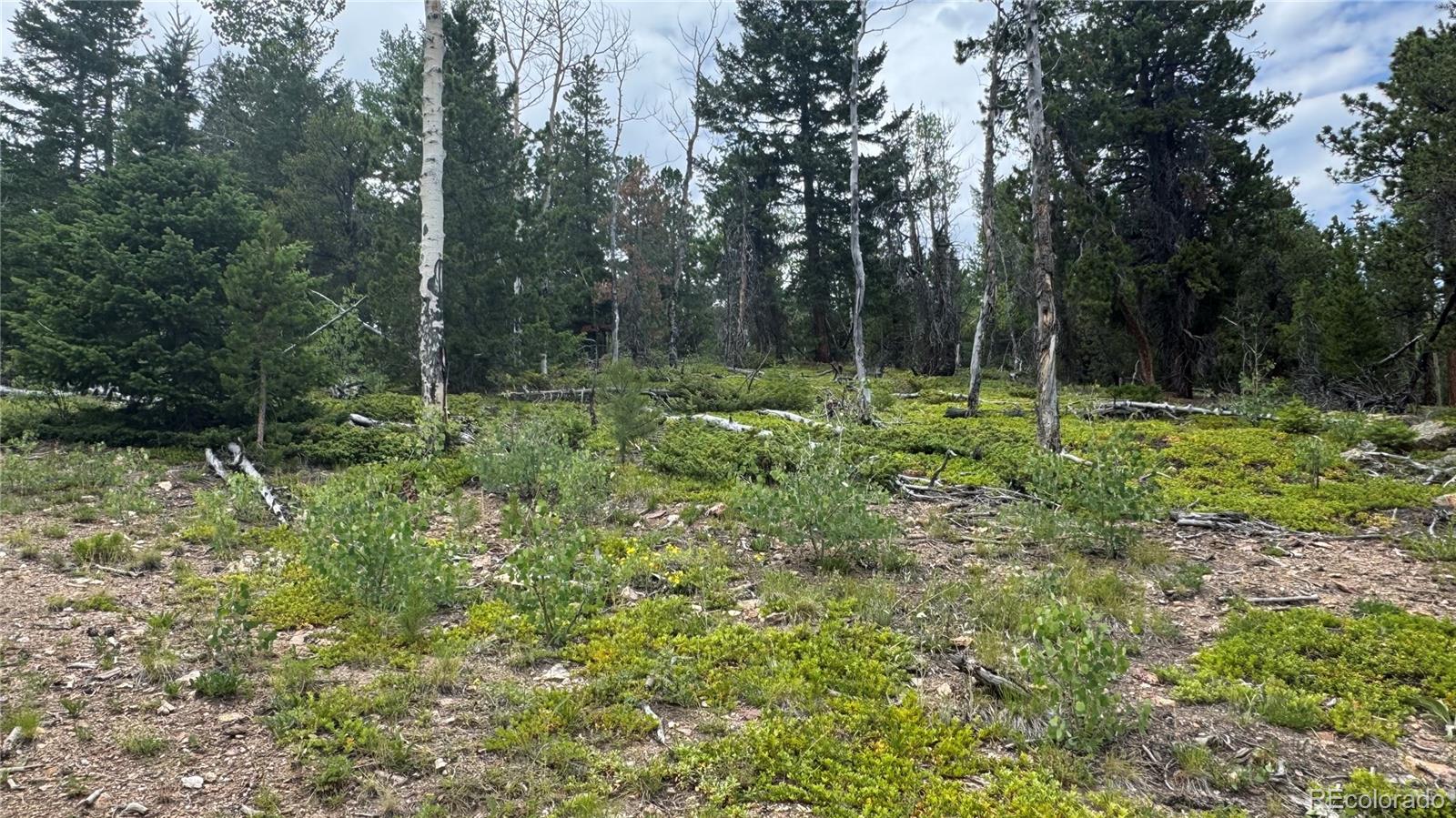 3 Church Placer Road Central City, CO 80427 - Photo 13 of 17 a large yard with lots of green space and trees