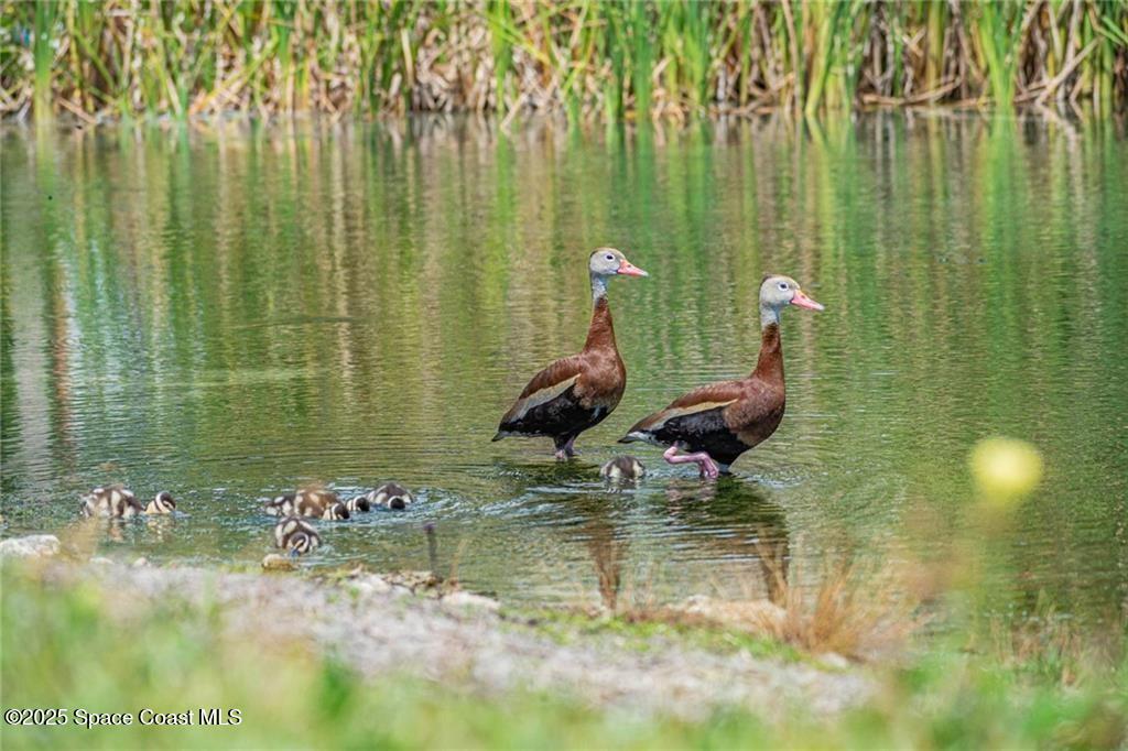 25 Pine Arbor Lane, Unit 104 Vero Beach, FL 32962 - Photo 25 of 34 a view of a lake view