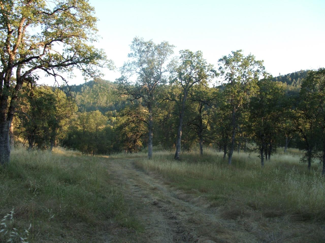 Lot 74 Straight Arrow Road Igo, CA 96047 - Photo 7 of 11 a view of river covered with trees