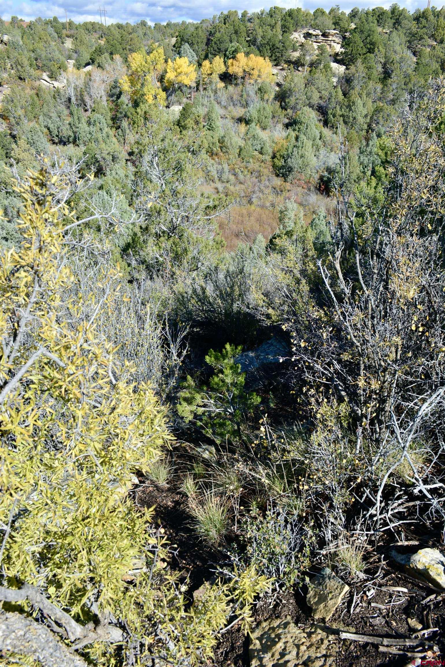 14421 32.1 Road Mancos, CO 81328 - Photo 11 of 30 a view of a garden with plants