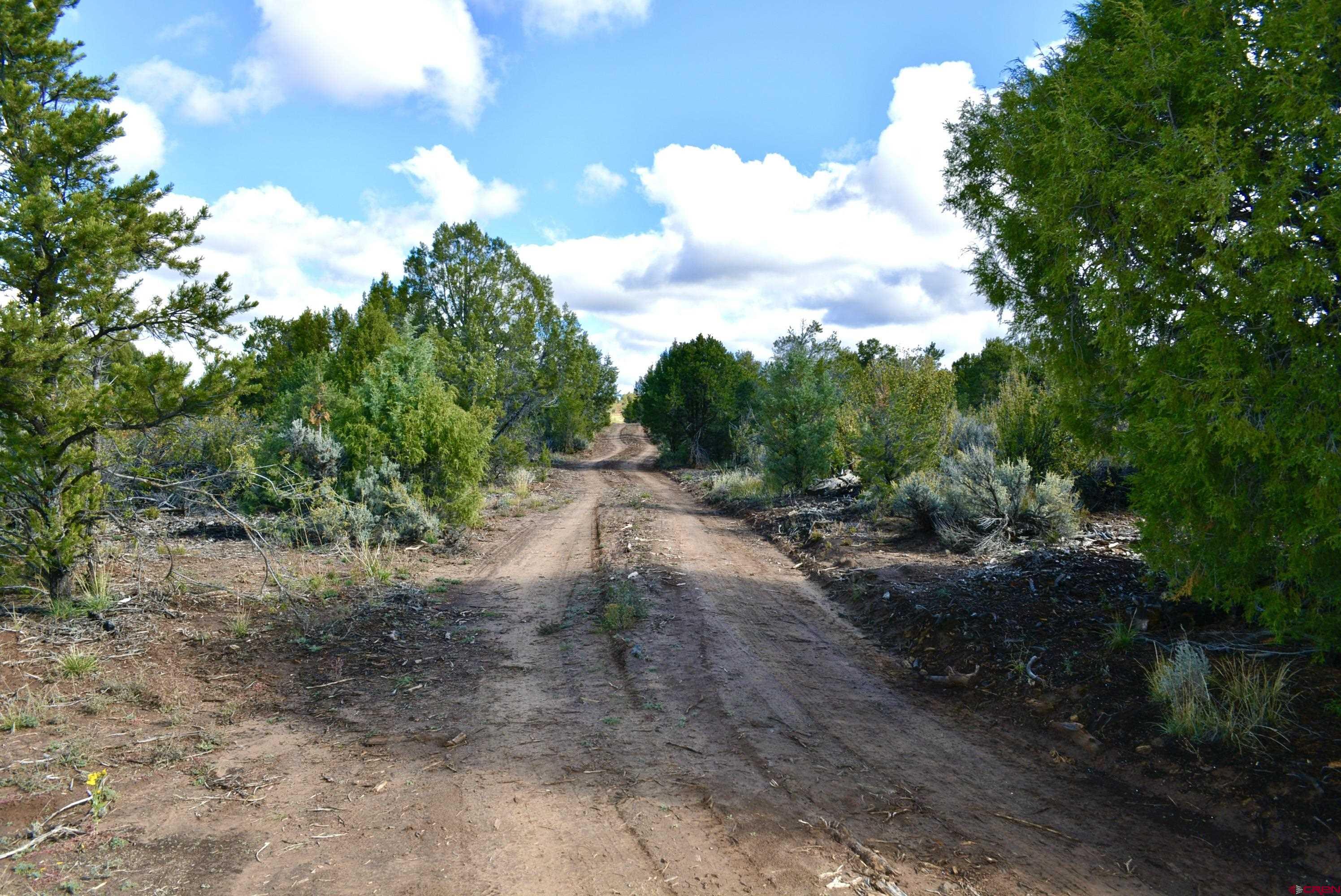 14421 32.1 Road Mancos, CO 81328 - Photo 23 of 30 a view of a dirt road with trees in the background