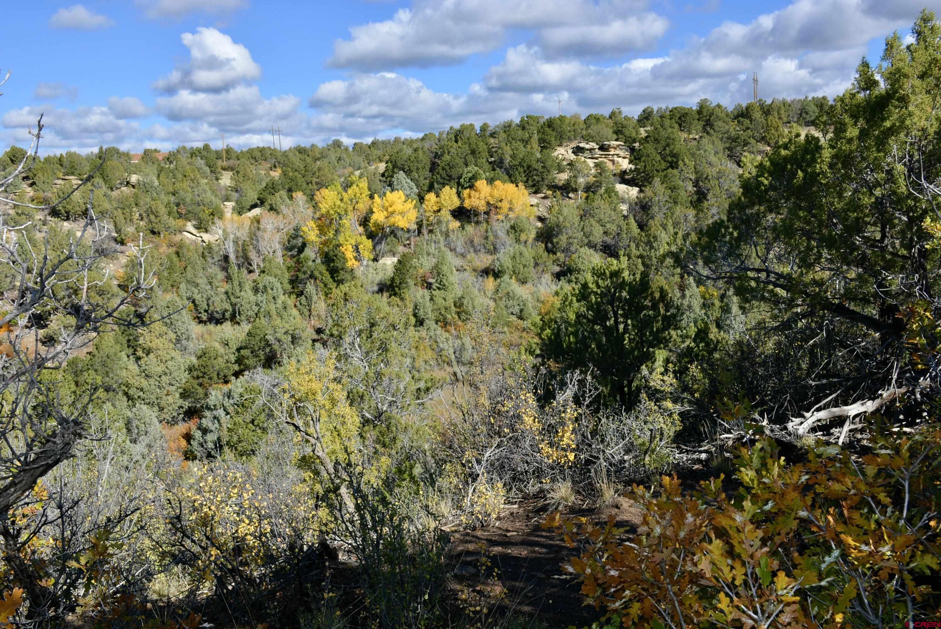 14421 32.1 Road Mancos, CO 81328 - Photo 5 of 30 a view of a bunch of trees