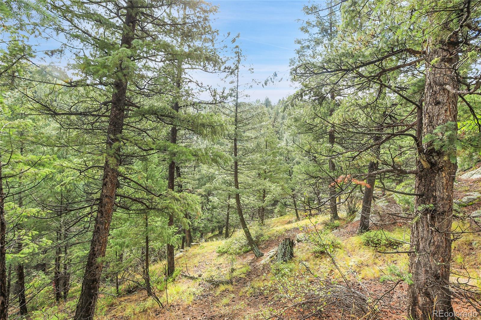 Mountain Park Road Evergreen, CO 80439 - Photo 12 of 50 a view of a yard with large trees