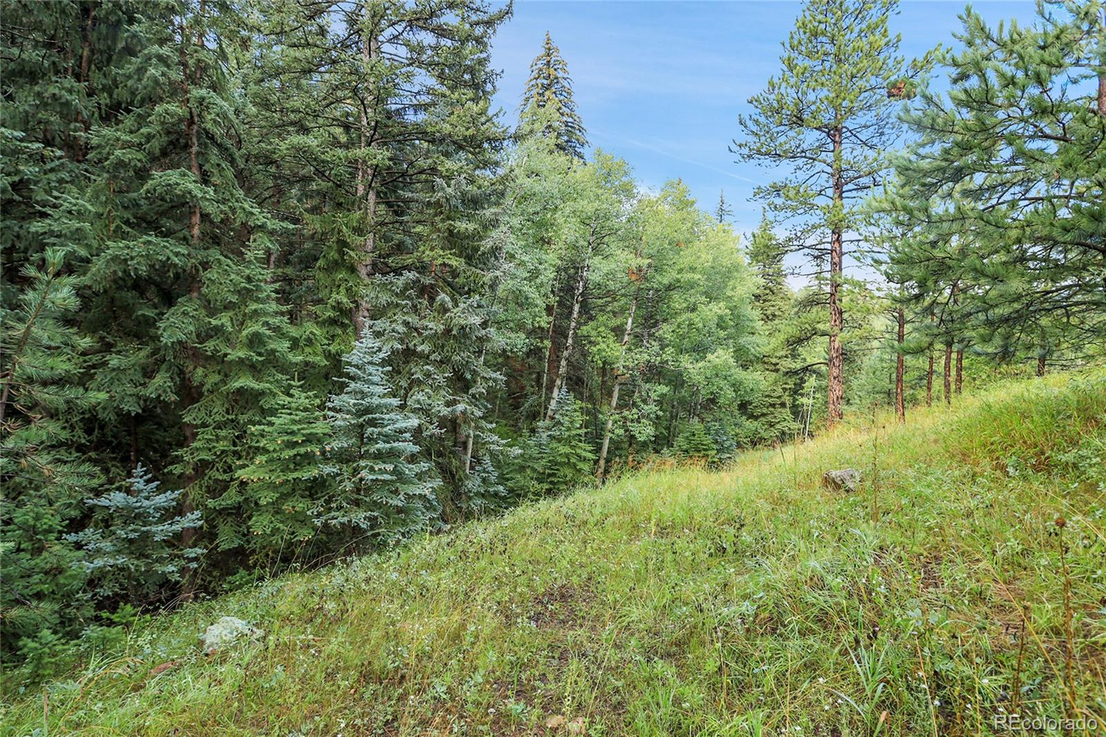 Mountain Park Road Evergreen, CO 80439 - Photo 25 of 50 a view of a forest with a tree