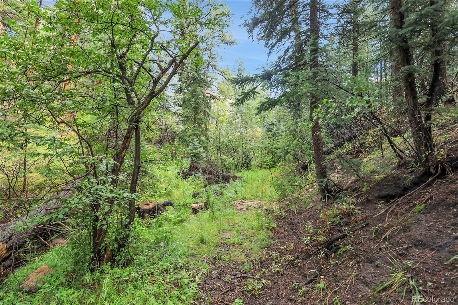 Mountain Park Road Evergreen, CO 80439 - Photo 28 of 50 a view of a lush green forest