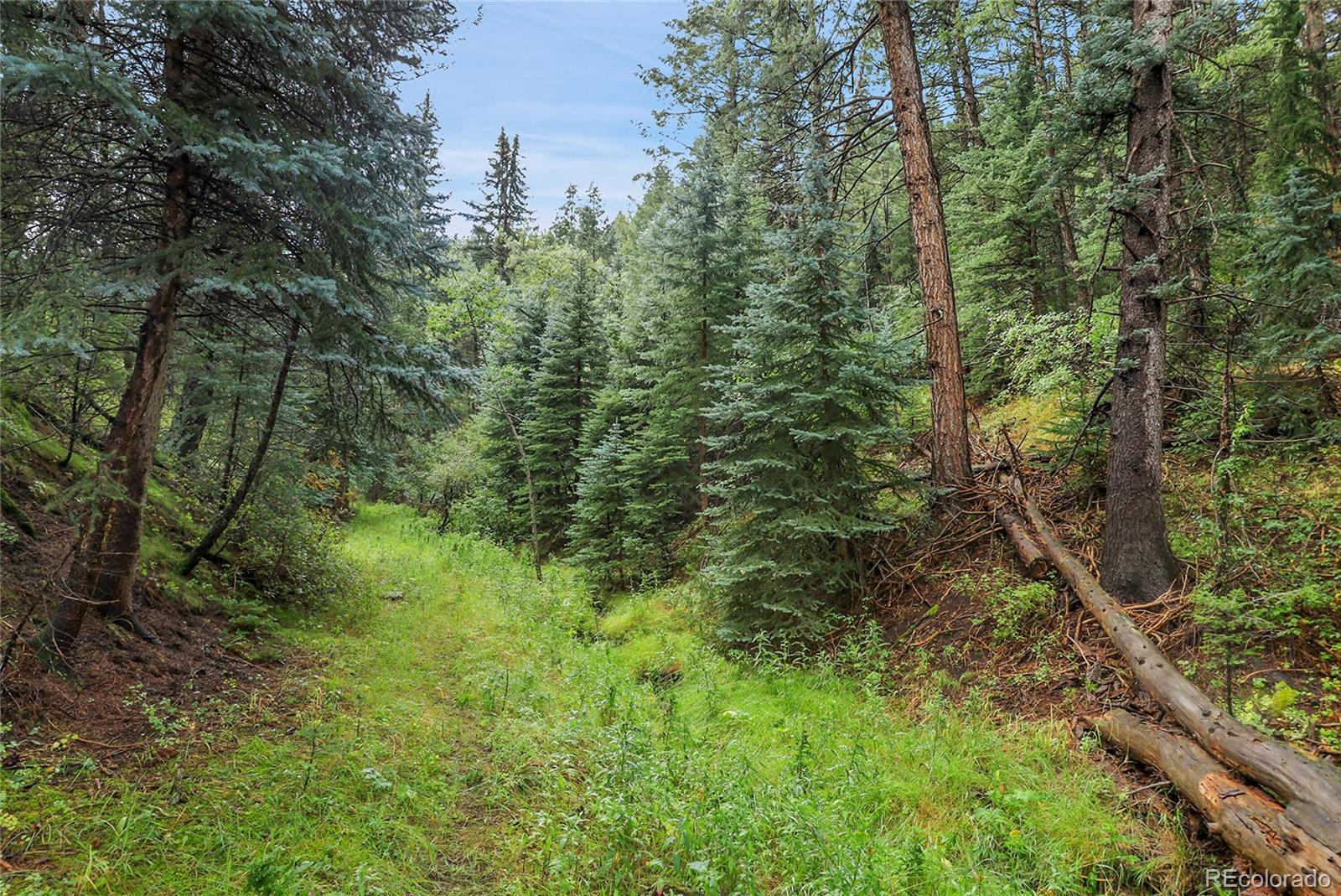 Mountain Park Road Evergreen, CO 80439 - Photo 30 of 50 a view of a forest with trees