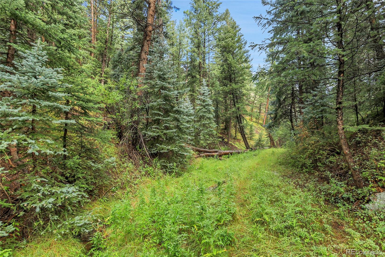 Mountain Park Road Evergreen, CO 80439 - Photo 31 of 50 a view of a forest with a tree