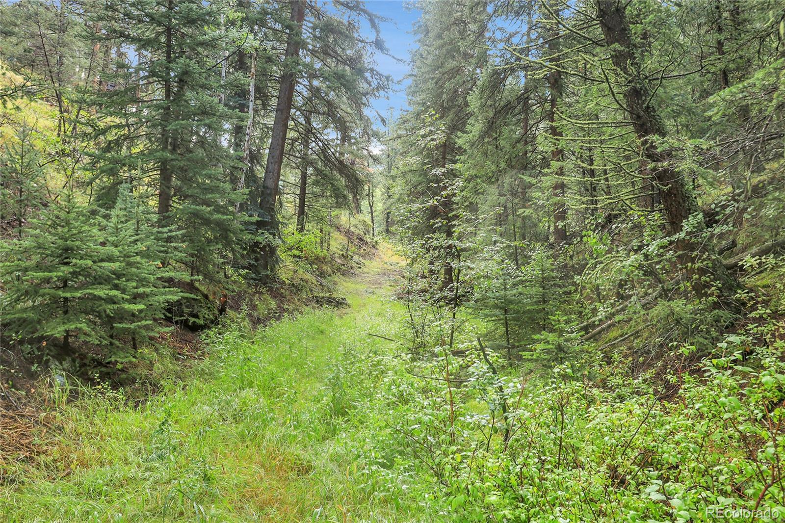 Mountain Park Road Evergreen, CO 80439 - Photo 35 of 50 a view of a lush green forest