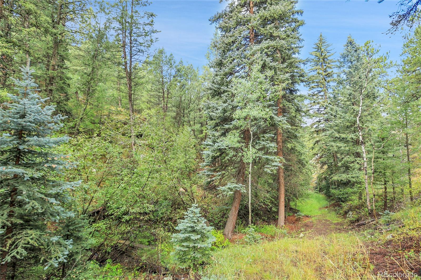 Mountain Park Road Evergreen, CO 80439 - Photo 38 of 50 a view of a forest