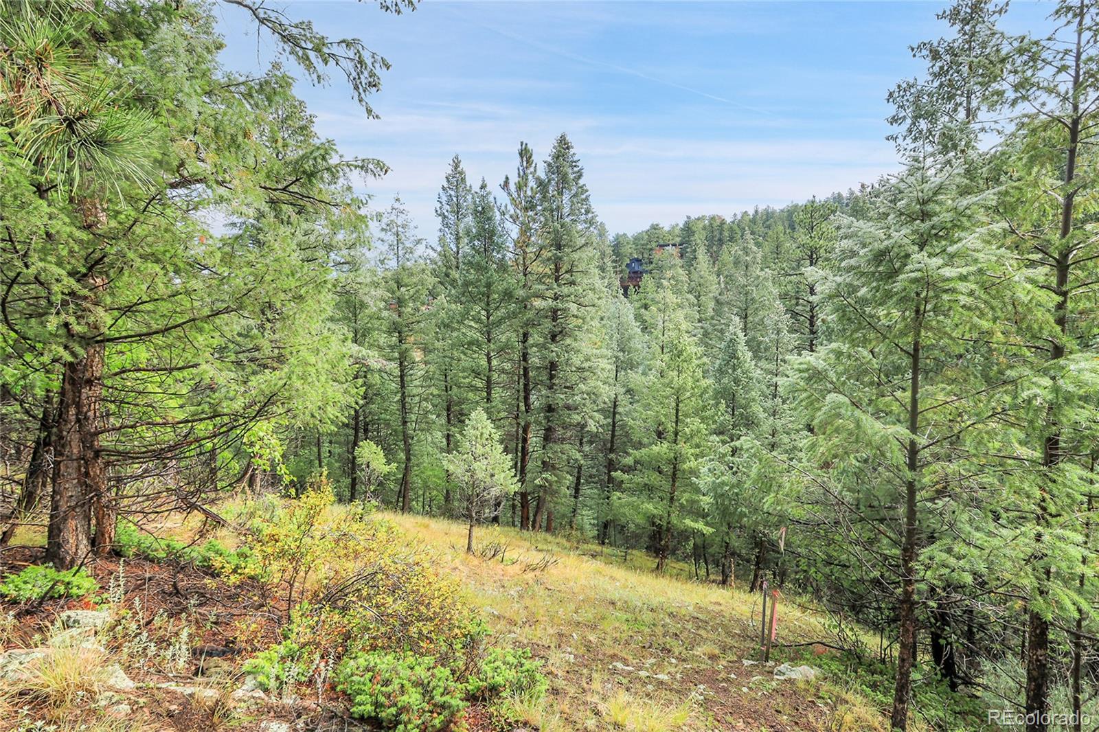 Mountain Park Road Evergreen, CO 80439 - Photo 10 of 50 a view of a yard with a tree