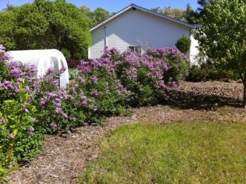 1560 Benjamin Road Muskegon, MI 49445 - Photo 6 of 21 Lilac Bushes.jpg