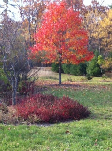 1560 Benjamin Road Muskegon, MI 49445 - Photo 7 of 21 Fall Tree.jpg