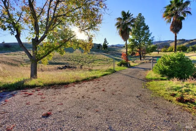 a view of a yard with plants and trees