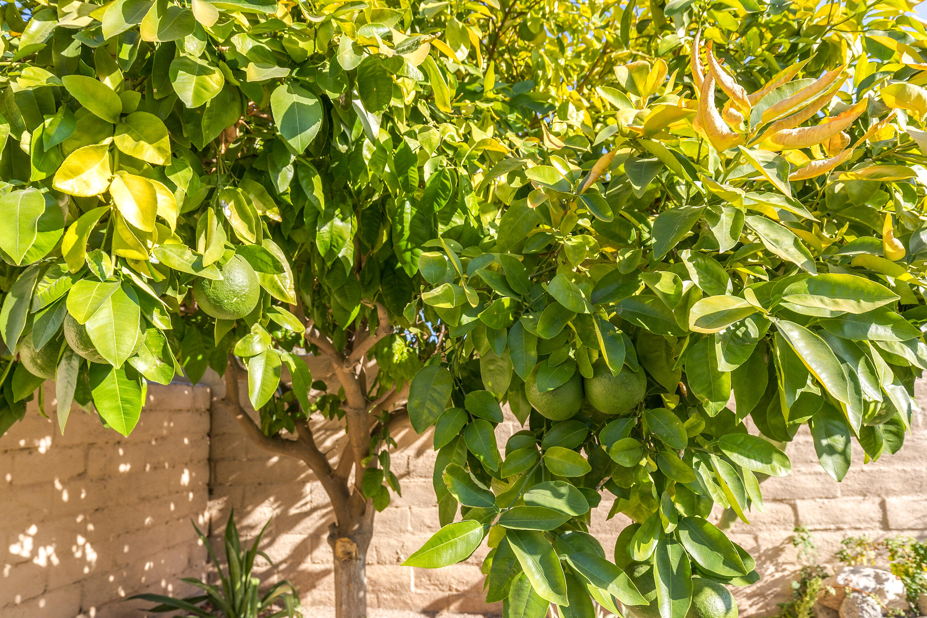 81935 Avenida Bienvenida Indio, CA 92203 - Photo 22 of 35 a view of a tree