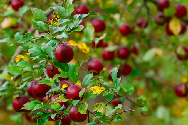 $119,500 | 3108 Blackbird Road Northeast, Cass Lake, MN 56633