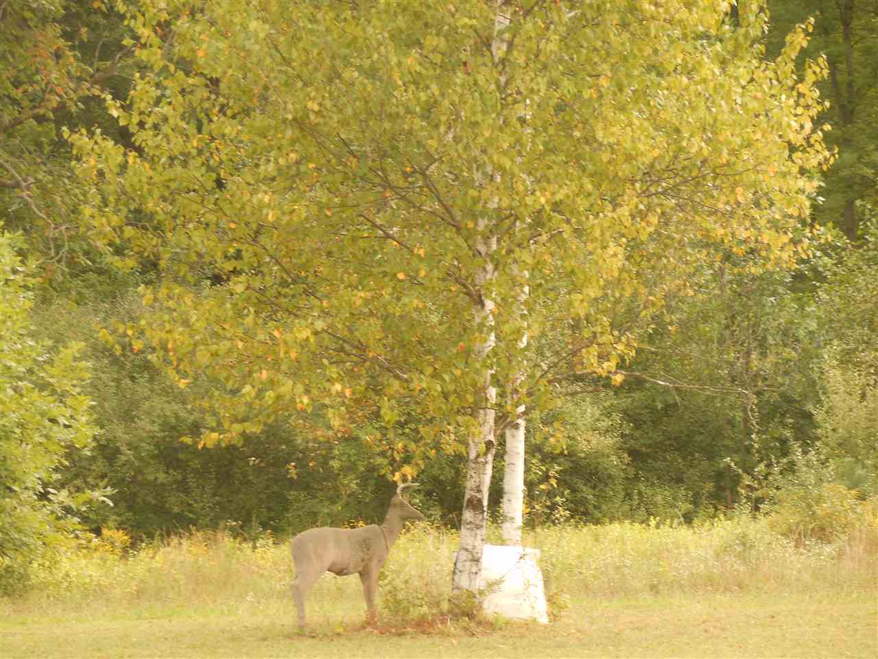 4259 Washburn Road Vassar, MI 48768 - Photo 24 of 30 Gallery Image 24