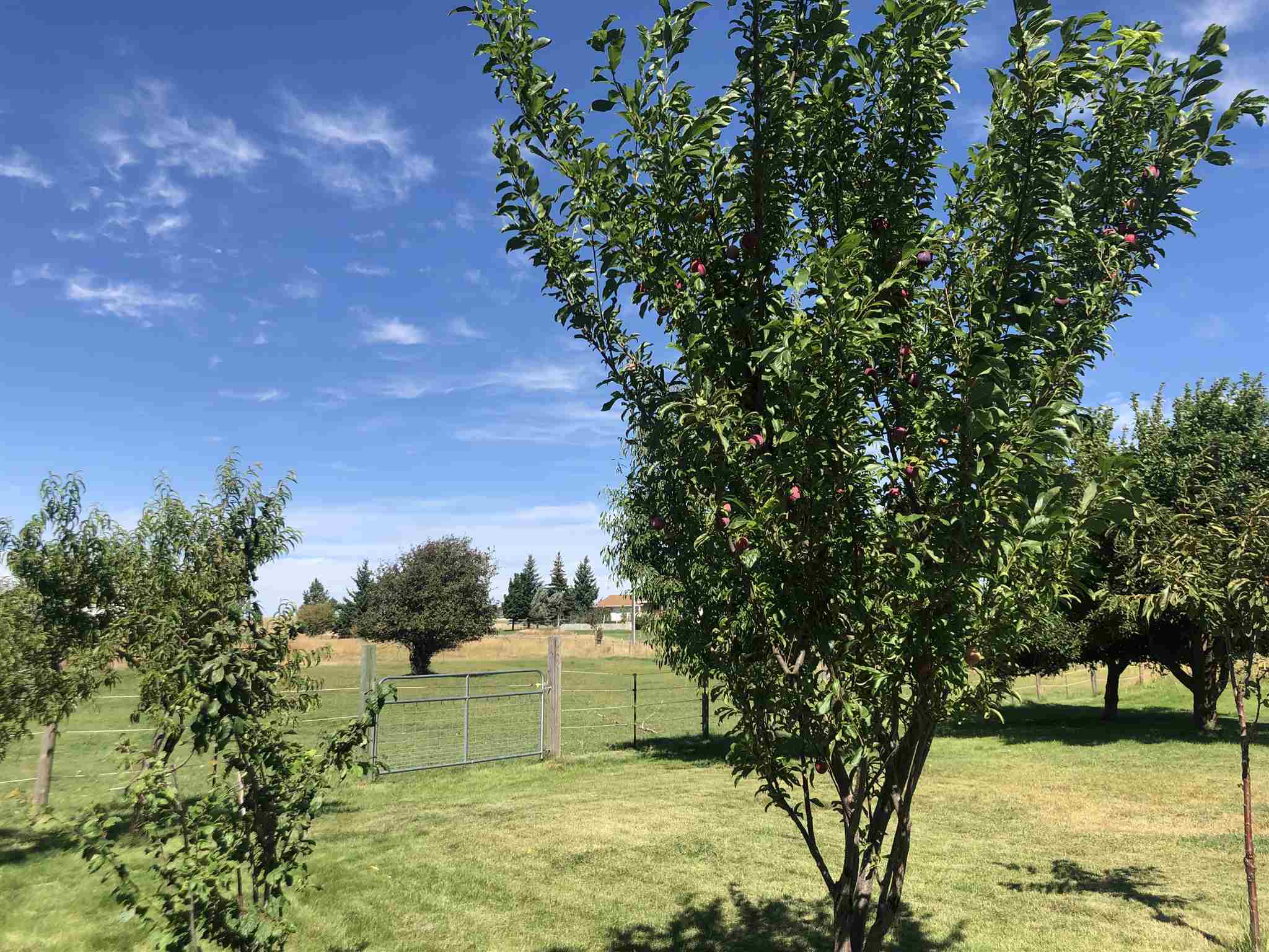 8221 South Brayton Road Medical Lake, WA 99022 - Photo 26 of 28 Gallery Image 26