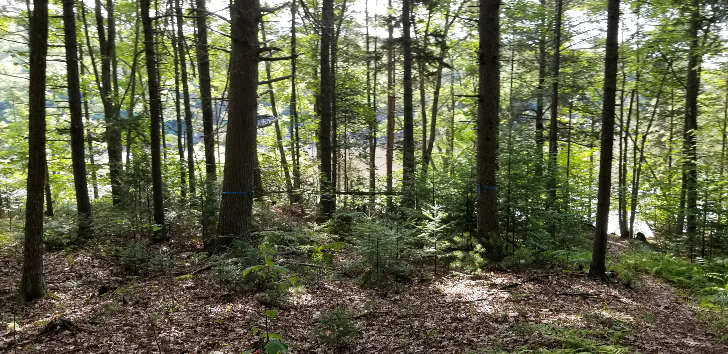 Lot E South Youngs Point Road South Wiscasset, ME 04578 - Photo 10 of 12 20210729_084919