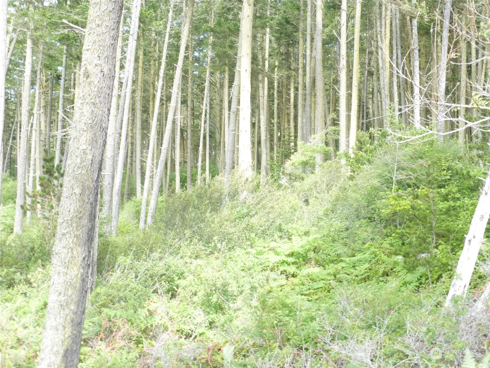 353 Skid Road Lopez Island, WA 98261 - Photo 15 of 17 Gallery Image 15