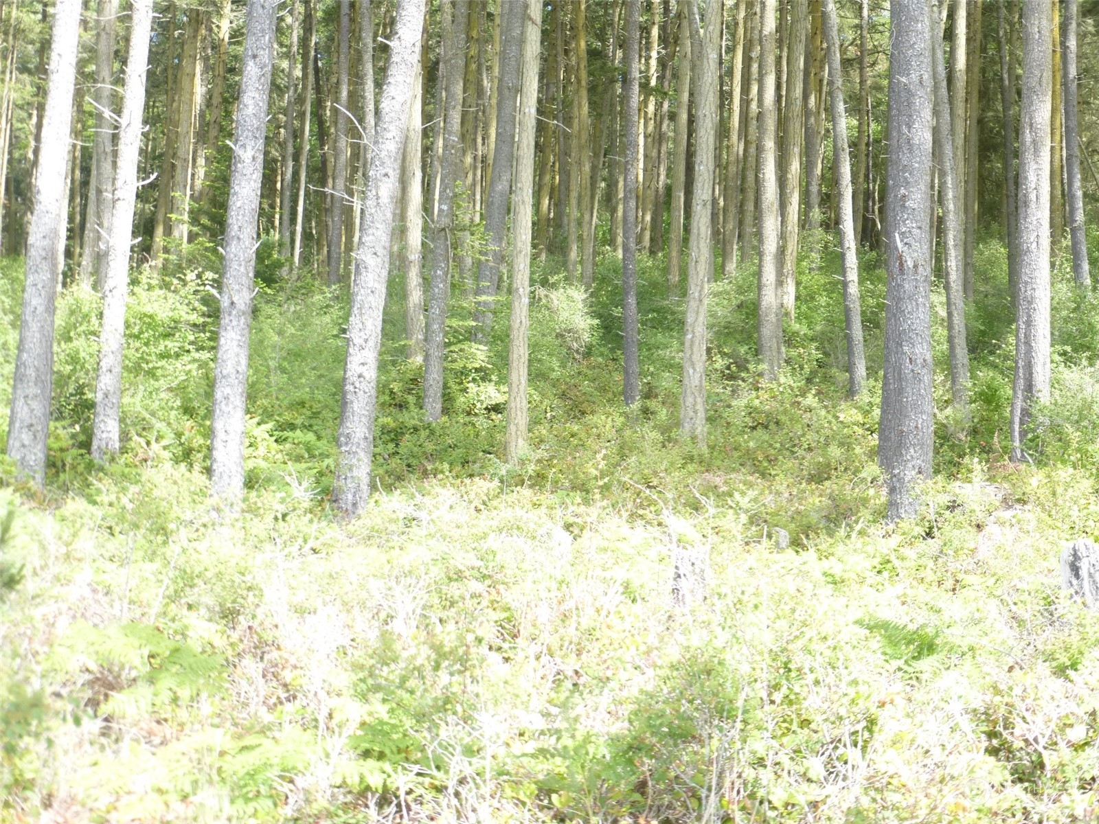 353 Skid Road Lopez Island, WA 98261 - Photo 17 of 17 Gallery Image 17