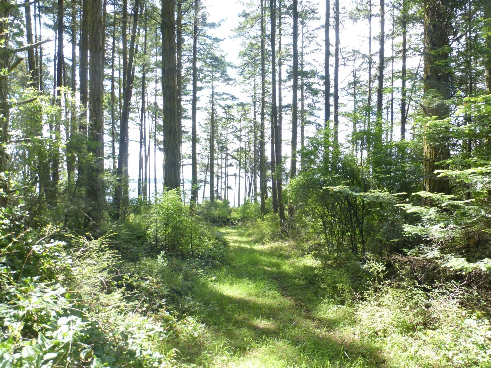 353 Skid Road Lopez Island, WA 98261 - Photo 10 of 17 Gallery Image 10