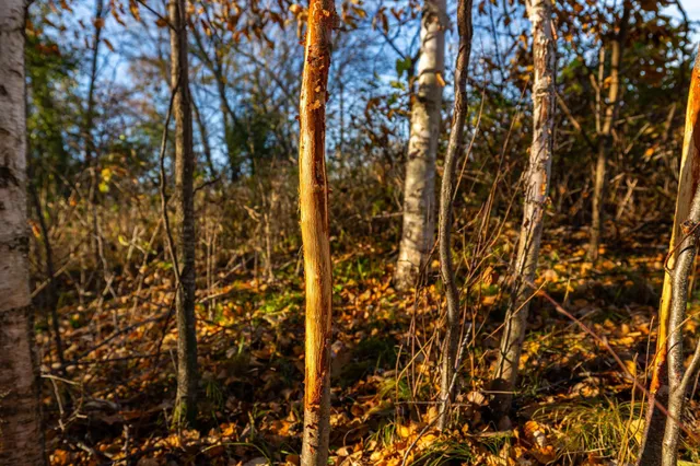 $1,500,000 | Tbd Flamingo Street Northwest, Oak Grove, MN 55011