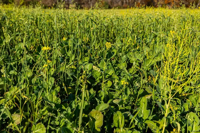 $1,500,000 | Tbd Flamingo Street Northwest, Oak Grove, MN 55011