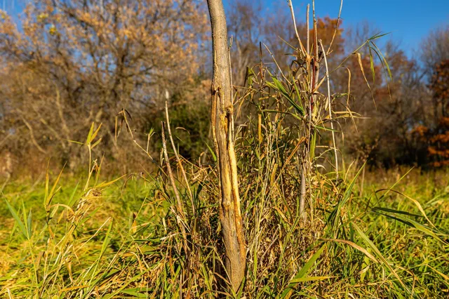 $1,500,000 | Tbd Flamingo Street Northwest, Oak Grove, MN 55011