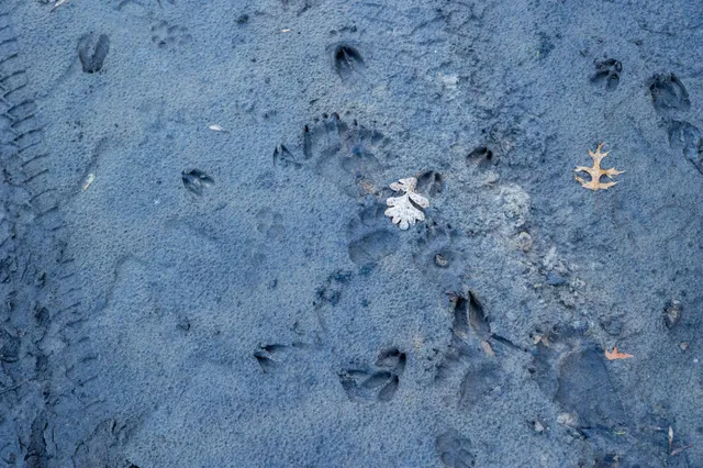 $1,500,000 | Tbd Flamingo Street Northwest, Oak Grove, MN 55011