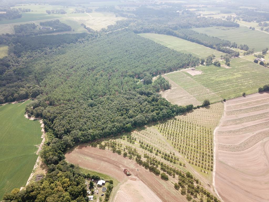 10.69-acres Summer Road Slocomb, AL 36375 - Photo 32 of 51