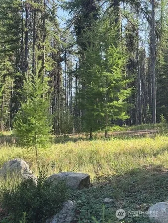 a view of a yard with large trees