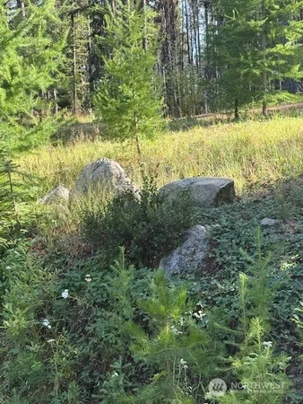 a view of a yard with plants and large trees
