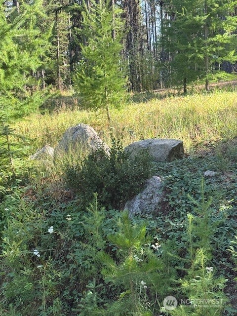 478 Thompson Road Riverside, WA 98849 - Photo 4 of 9 a view of a yard with plants and large trees