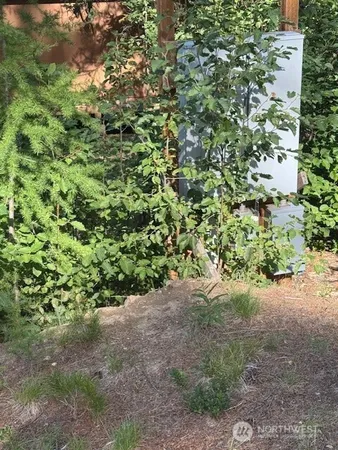 a view of a forest with a tree