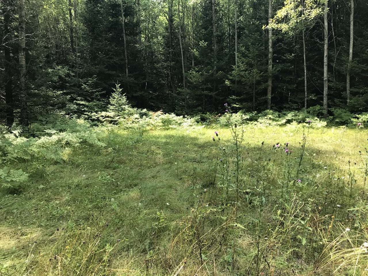 Lot 36 Nathan Pass Mercer, WI 54547 - Photo 19 of 71 Gallery Image 19