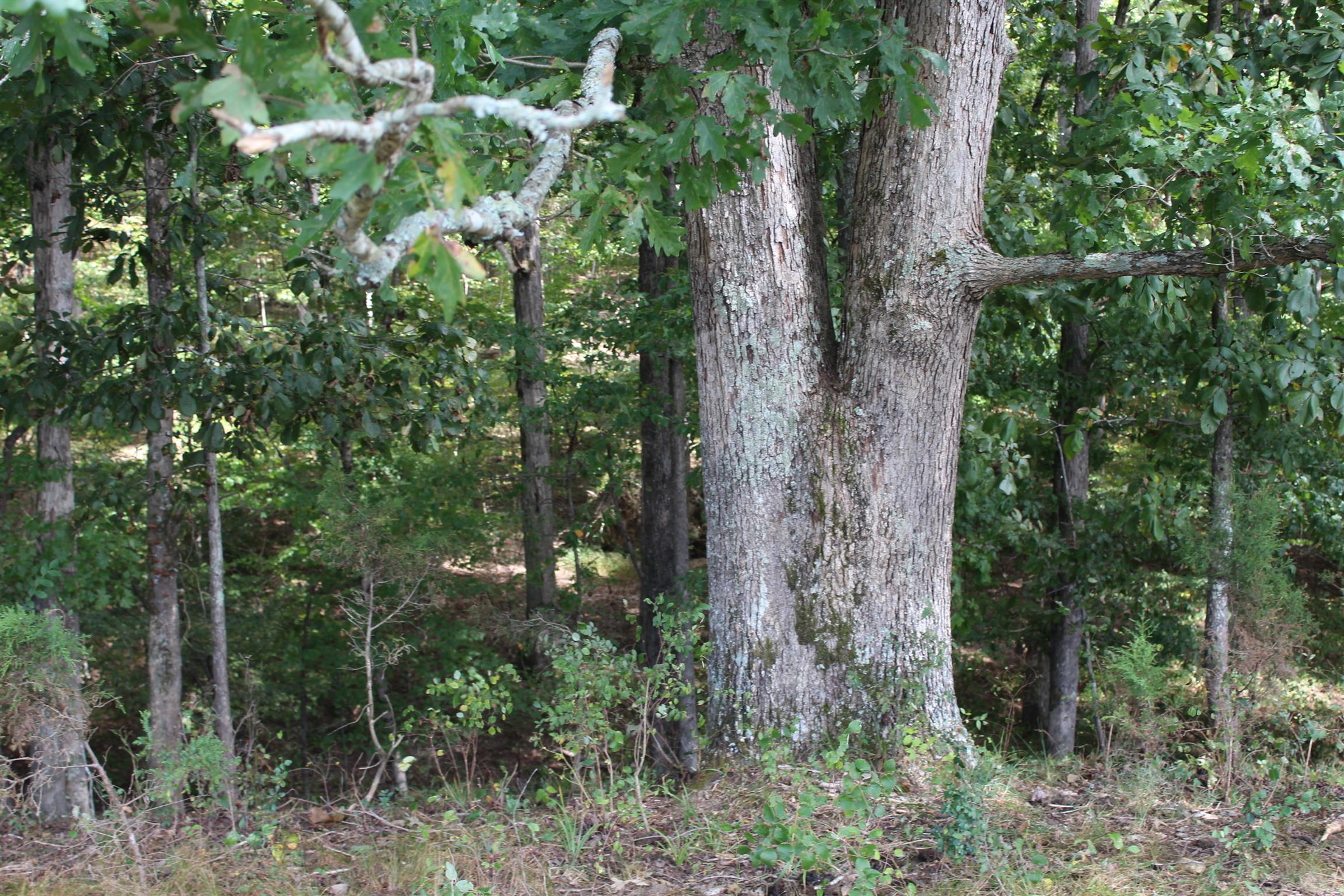 932 CCC Road McEwen, TN 37101 - Photo 26 of 30 a view of a lush green forest