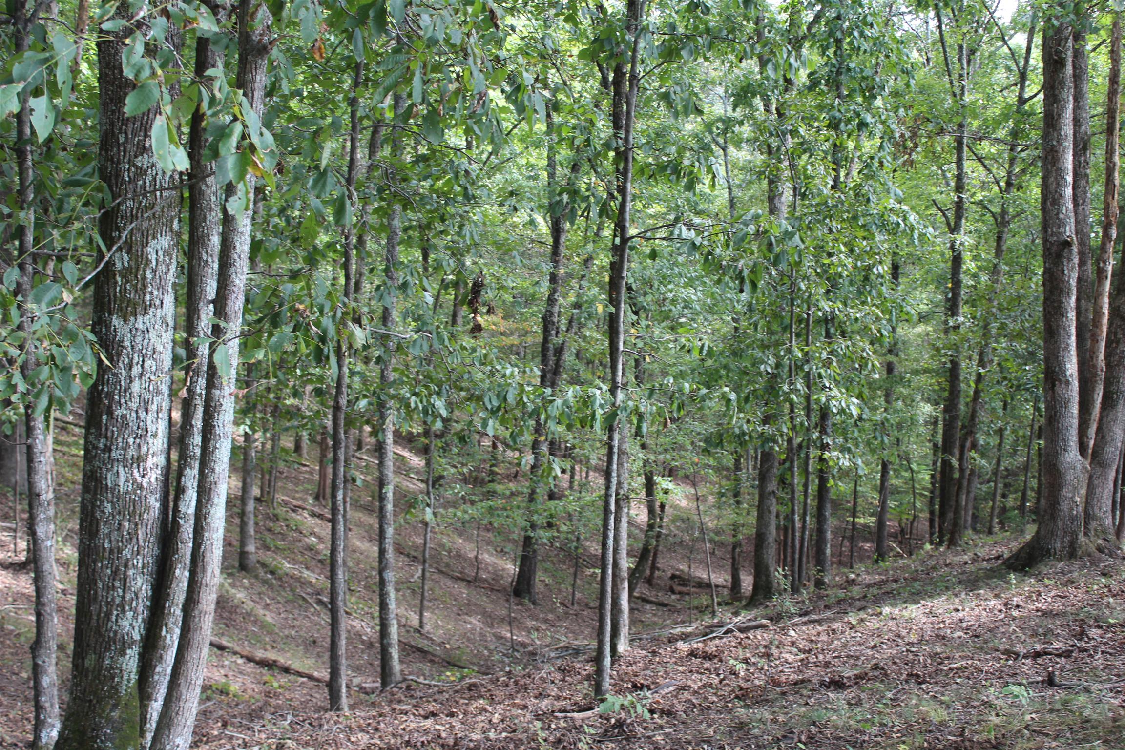 932 CCC Road McEwen, TN 37101 - Photo 27 of 30 a view of a forest