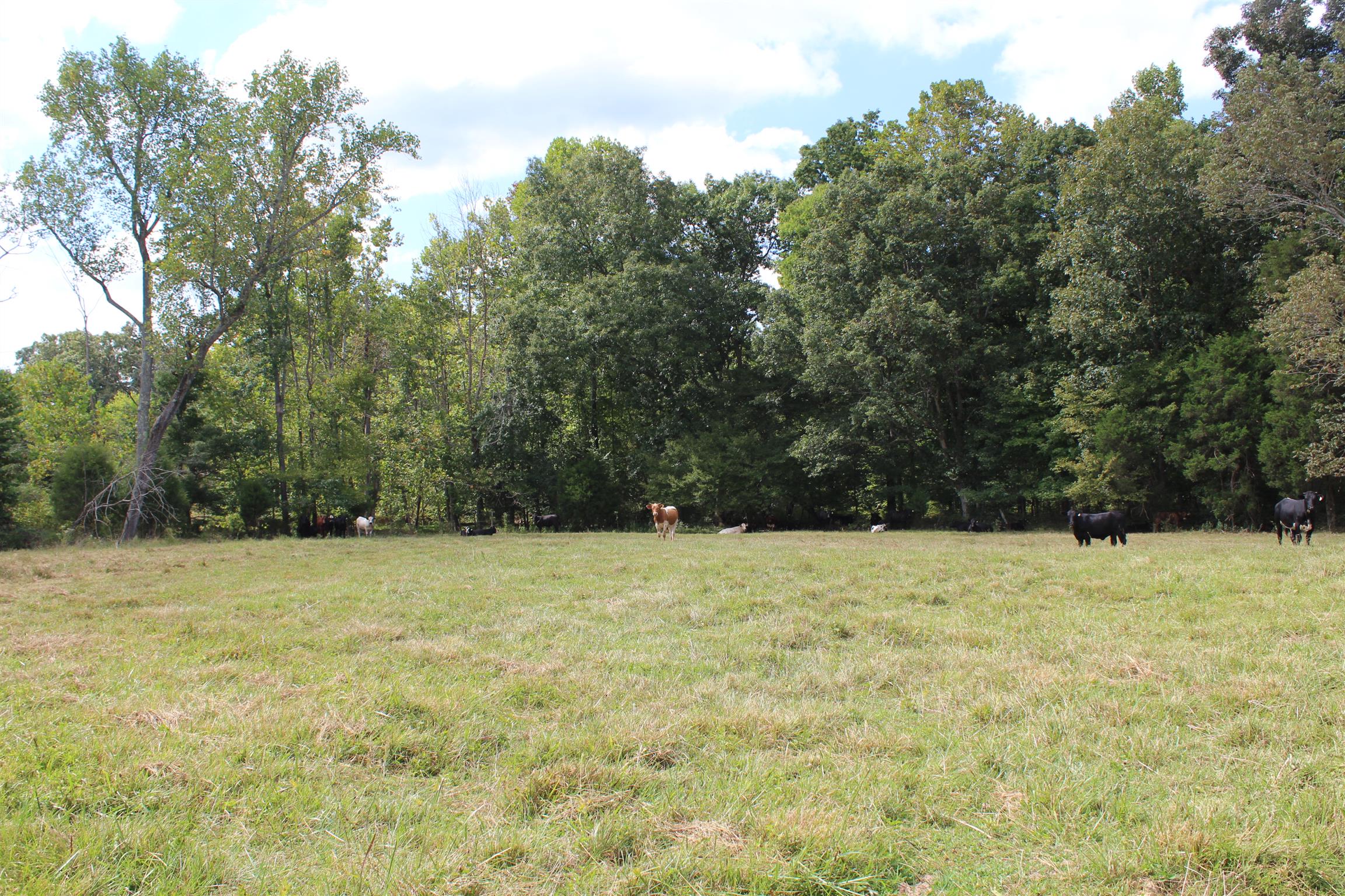 932 CCC Road McEwen, TN 37101 - Photo 29 of 30 a view of an outdoor space and a yard