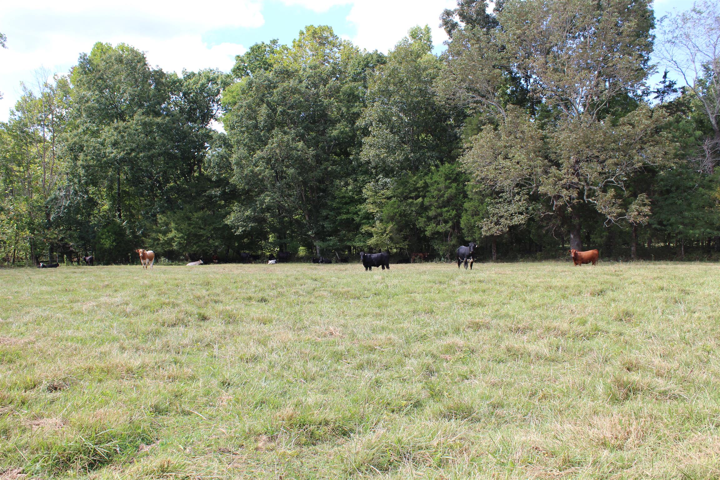932 CCC Road McEwen, TN 37101 - Photo 4 of 30 a view of outdoor space