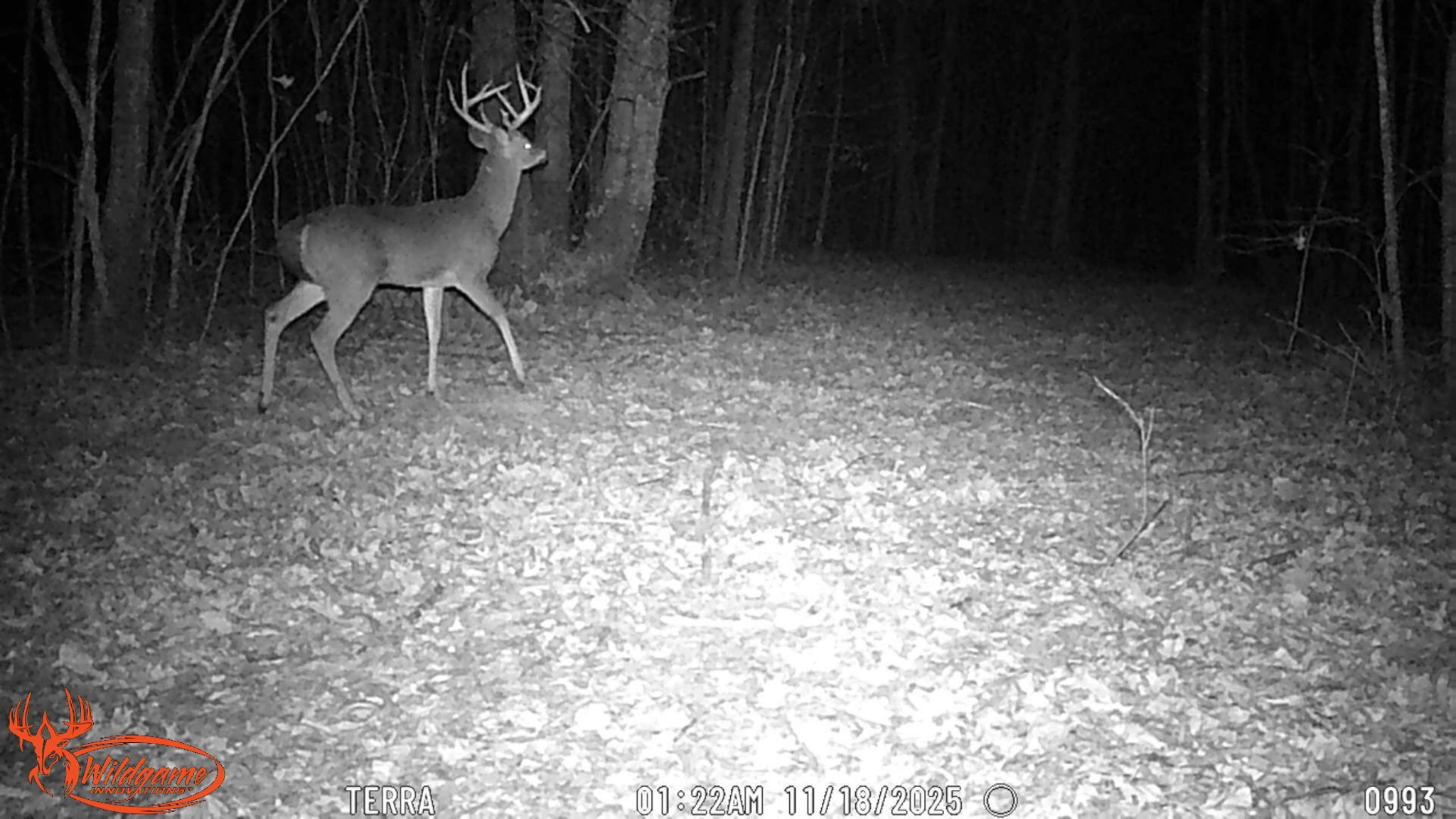 0 Old Shook Road Belvidere, TN 37306 - Photo 5 of 13 a view of an outdoor space with wooden floor