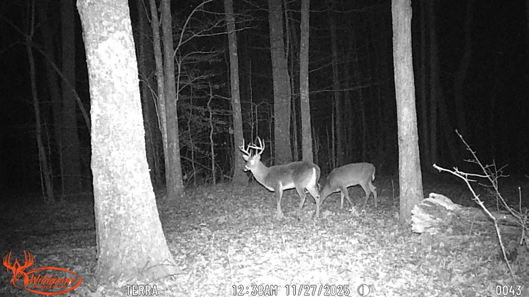 0 Old Shook Road Belvidere, TN 37306 - Photo 6 of 13