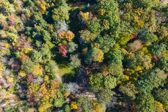 a view of a yard with plants